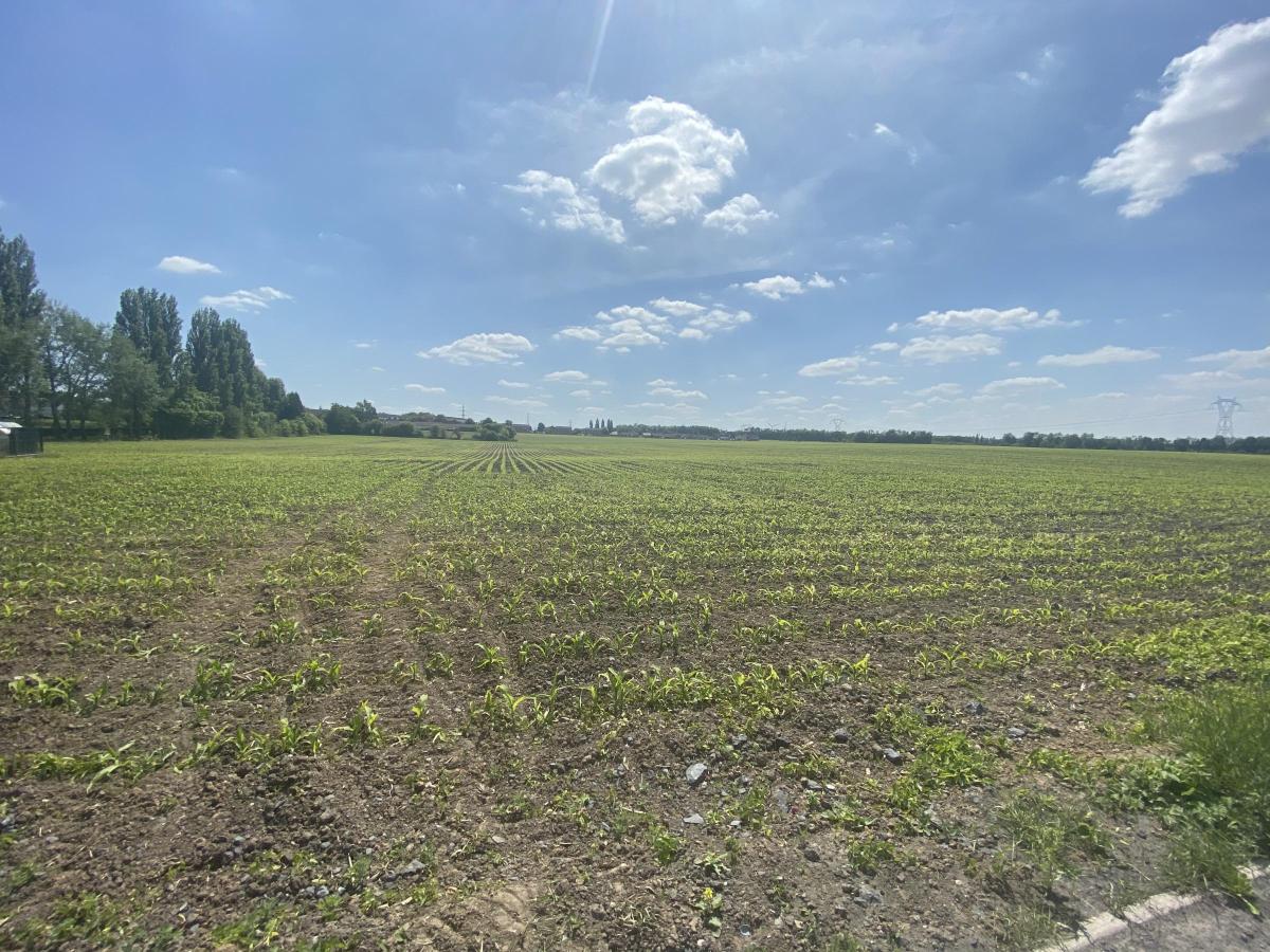 A VENDRE A AUBY TERRAIN A BATIR DE 555m² · 52 500 €