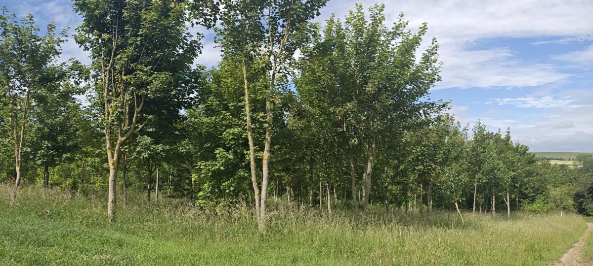 Terrain 5029 m² · à Merck-Saint-Liévin · 17 200 €
