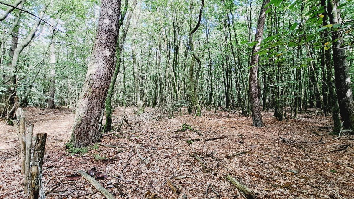 Terrain 34220 m² · à Plélan-le-Grand · 21 200 €