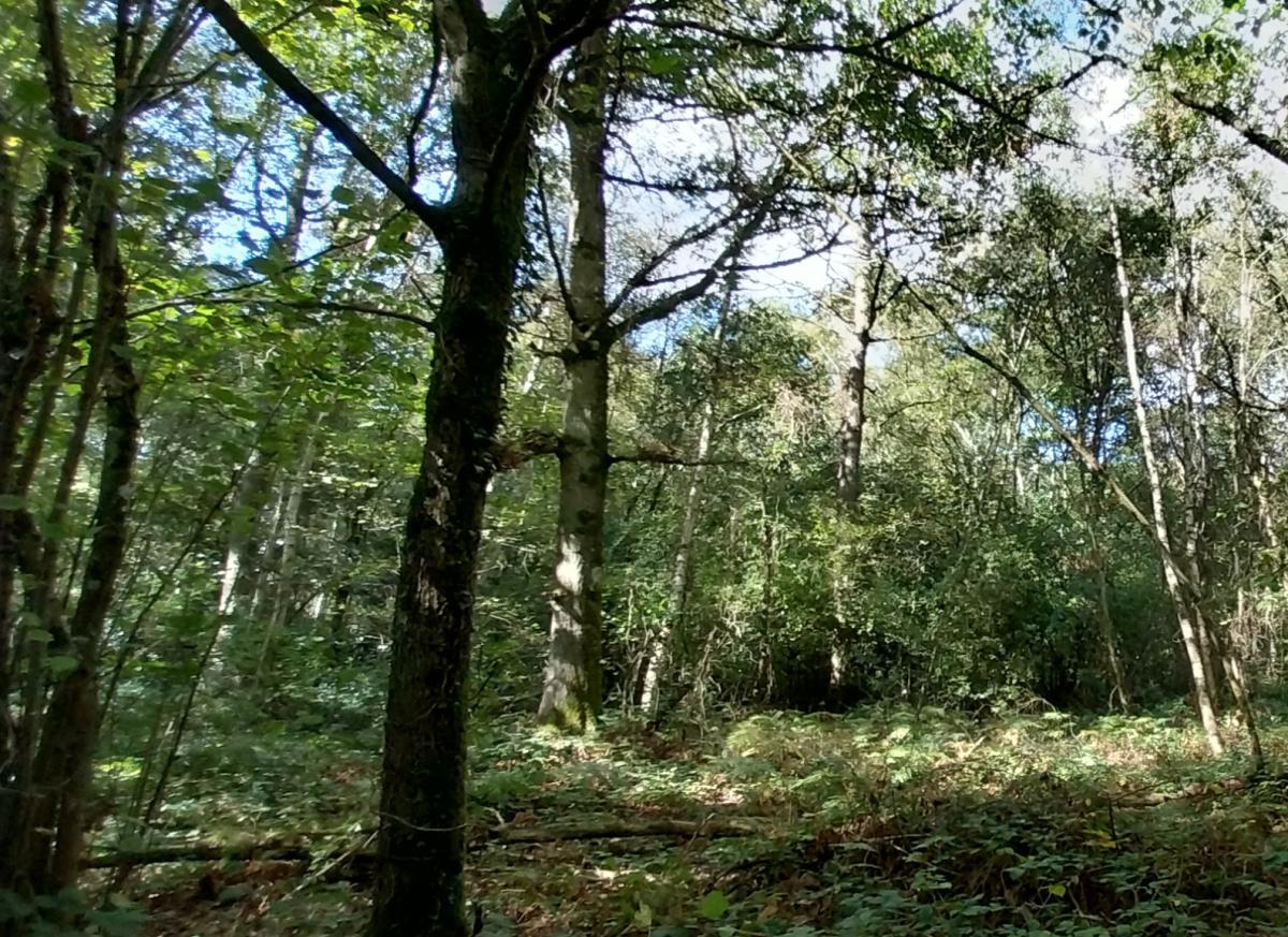 Terrain 26694 m² · au Bosc du Theil · 37 000 €